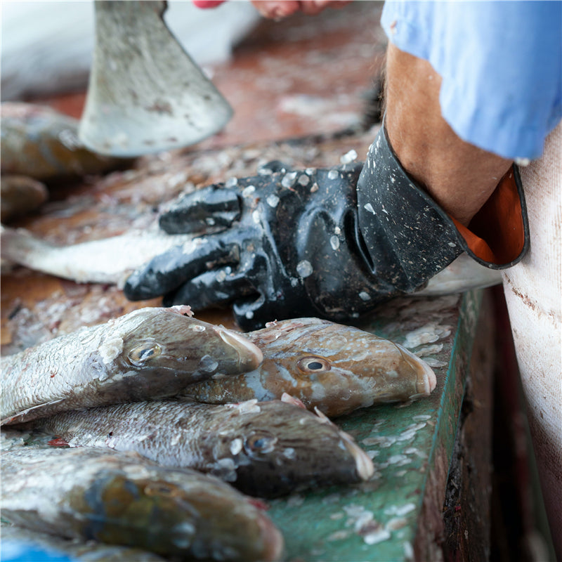Hong Kong’s Seafood Appetite Threatens Marine Species